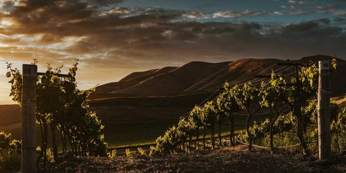 Vineyard rows at sunset with golden sunlight illuminating grapevines and rolling hills in the background under a partly cloudy sky.