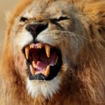 A male lion with a shaggy mane, roaring, showing its teeth, as it lies in dry grass.